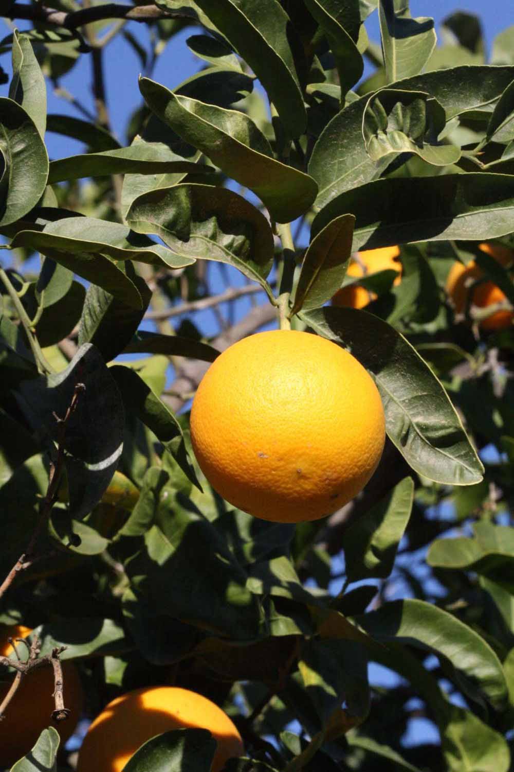            Fruit (Riverside, CA)   